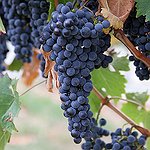 BucketList + I Want To Stomp Grapes. = ✓