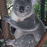 BucketList + Cuddle A Koala Bear In ... = ✓