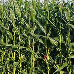 BucketList + Run Through A Corn Field = ✓