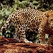 BucketList + See A Jaguar In The ... = ✓