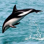 BucketList + Go Swim With Dolphins :-) = ✓