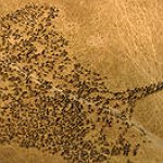 BucketList + See The Wildebeest Migration From ... = ✓