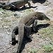 BucketList + See Komodo Dragons In Indonesia. = ✓