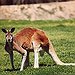 BucketList + Stroke A Kangaroo = ✓
