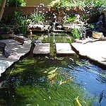 BucketList + Put In A Koi Pond = ✓