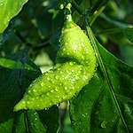BucketList + Taste A Ghost Pepper = ✓
