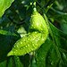 BucketList + Taste A Ghost Pepper = ✓