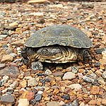 BucketList + Watch Baby Turtles Hatch = ✓