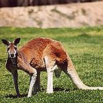 BucketList + Move To Australia = ✓