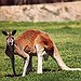 BucketList + Move To Australia = ✓