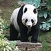 BucketList + Cuddle A Panda Or Get ... = ✓