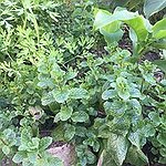 BucketList + Start A Herb Garden = ✓