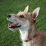 BucketList + Adopt An Old Dog = ✓
