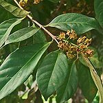 BucketList + Write Wishes On Bay Leaves, ... = ✓
