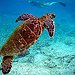 BucketList + Release Baby Turtles = ✓