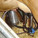 BucketList + Milk A Cow Or A ... = ✓