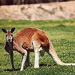 BucketList + See A Kangaroo In The ... = ✓