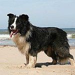 BucketList + Open A Dog Rescue Sanctuary = ✓