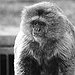 BucketList + See Monkeys In Japanese Steam ... = ✓