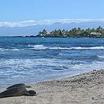 BucketList + Help Newly Hatched Sea Turtles ... = ✓