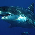 BucketList + Swim With Sharks (South Africa) = ✓