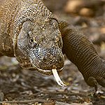 BucketList + Visit Komodo National Park & ... = ✓