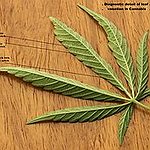 BucketList + 7 Strains Of Loud = ✓