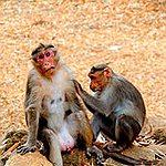 BucketList + Thailand: Visit Monkey Temple = ✓