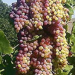 BucketList + Make Wine/ Stomp On Grapes ... = ✓