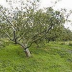 BucketList + Have An Orchard = ✓