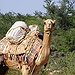 BucketList + Egypt - Ride A Camel = ✓