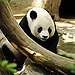 BucketList + Hold A Baby Panda. = ✓