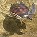 BucketList + Swim With A Sea Turtle = ✓