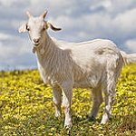 BucketList + Adopt A Rescued Farm Animal = ✓
