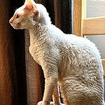 BucketList + Own A Cornish Rex = ✓