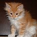 BucketList + Adopt/Buy A Kitten = ✓