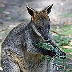 BucketList + Pet A Wallaby = ✓