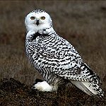 BucketList + Have An Owl Fly Alongside ... = ✓