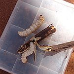 BucketList + Eat A Witchetty Grub = ✓