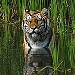 BucketList + Have A Big Tiger = ✓
