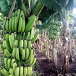BucketList + Eat A Banana From South/Central ... = ✓
