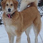 BucketList + Adopt A Dag From An ... = ✓