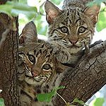 BucketList + Call In A Bobcat And ... = ✓