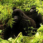 BucketList + Backpack With Gorillas In Uganda = ✓