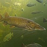 BucketList + Go On A Huge Fishing ... = ✓