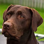 BucketList + Buy A Labrador = ✓