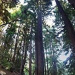 BucketList + Hug A Redwood Tree = ✓