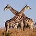 BucketList + See A Giraffe In The ... = ✓