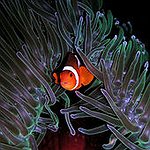 BucketList + Own Nemo/Dory Fish = ✓