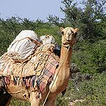 BucketList + Ride A Camel Through The ... = ✓
